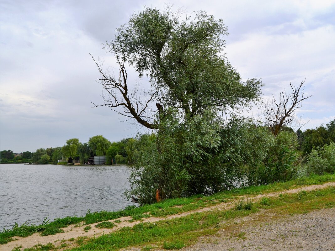 Ростов-на-Дону. Старая ива на плотине пруда в балке Камышеваха. :: Пётр  Чернега – Социальная сеть ФотоКто