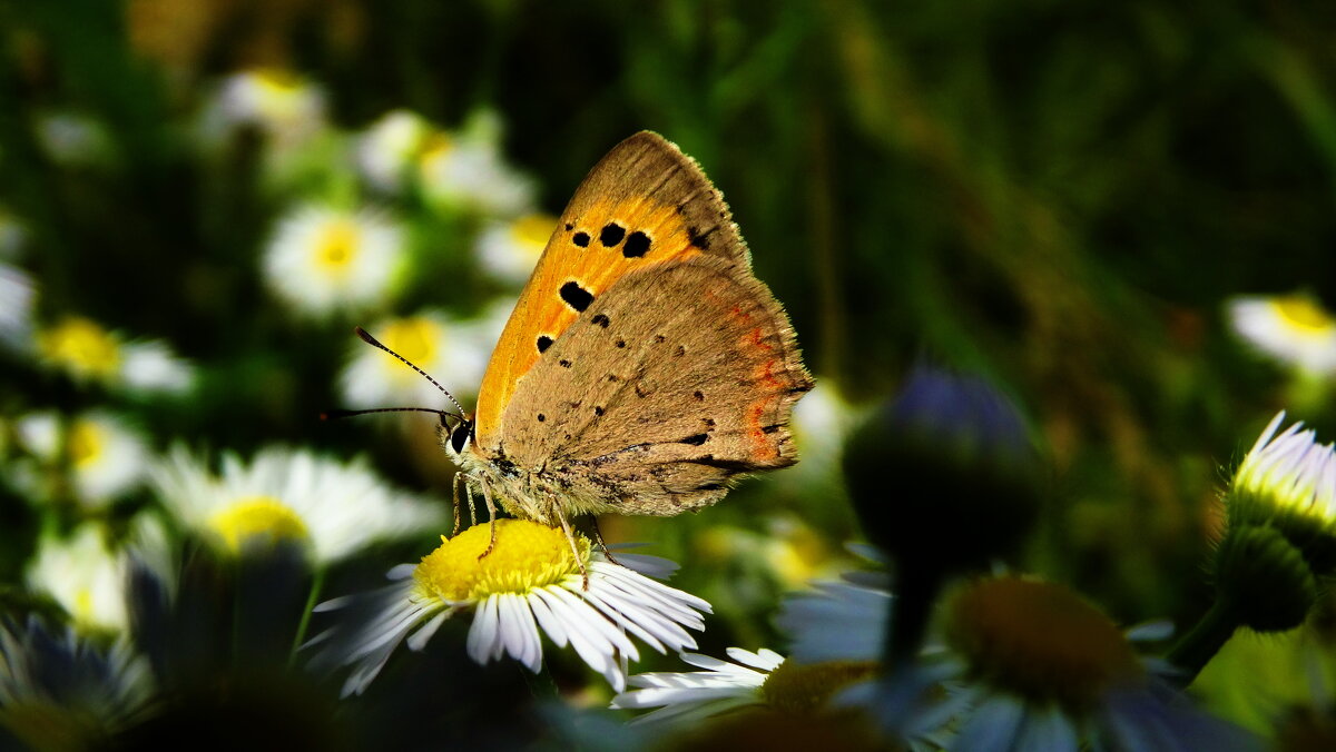 Дукачик грянець (Lycaena phlaeas) — вид денних метеликів родини синявцевих (Lycaenidae) - Ivan Vodonos