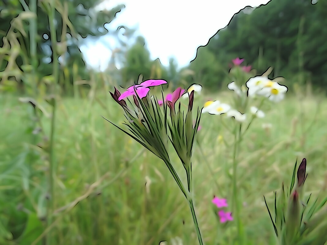 Гвоздики пучкуваті  гвоздика армерійовидна чи гвоздика армерієподібна (Dianthus armeria) - Ivan Vodonos