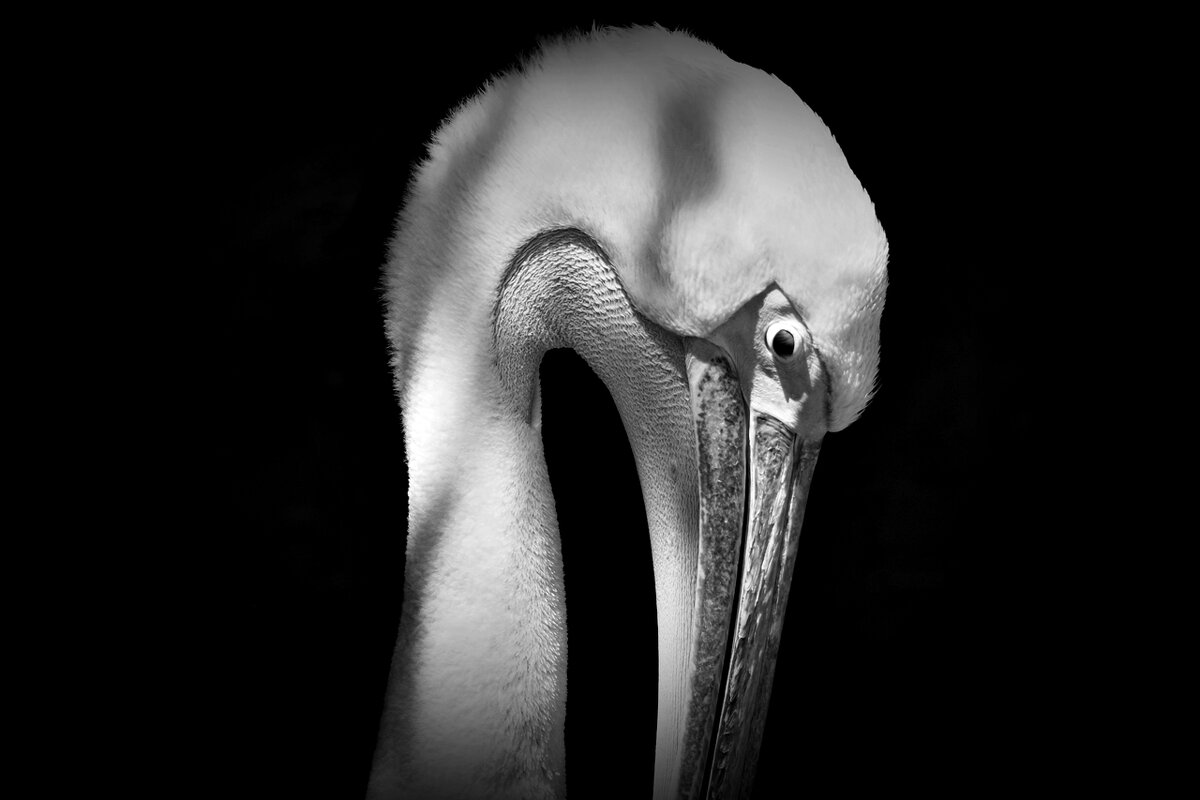 Пеликан в профиль - wea *