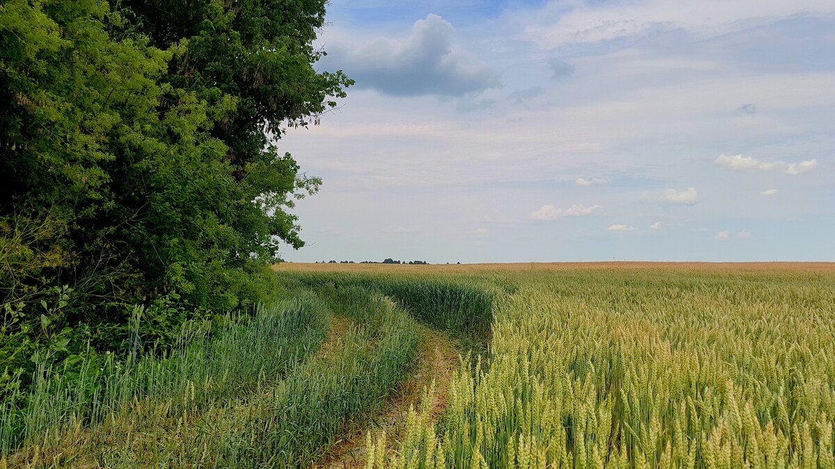 на окраине пшеничного поля  3 - Александр Прокудин