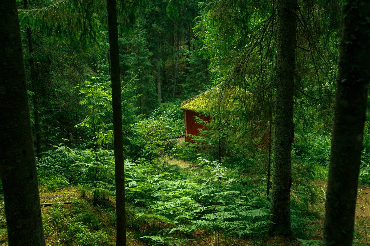 Купель в лесу - Serega  