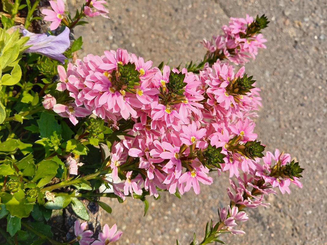 городские цветы - linnud 