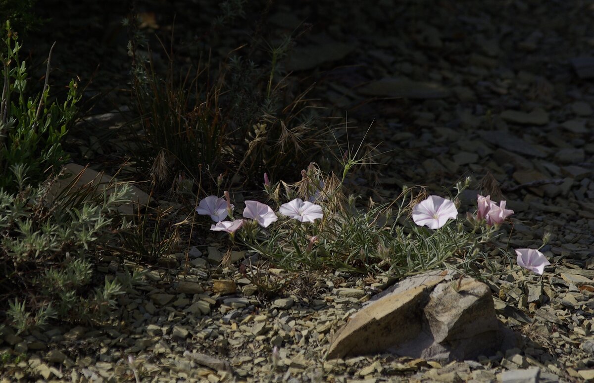 Цветы на камне - михаил суворов