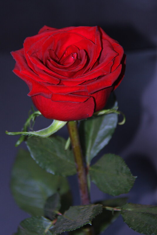 Красная роза - Штрек Надежда 
