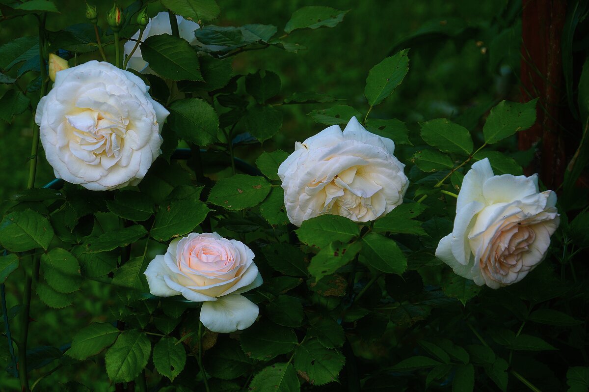Прекрасней роз - Наталья Лакомова