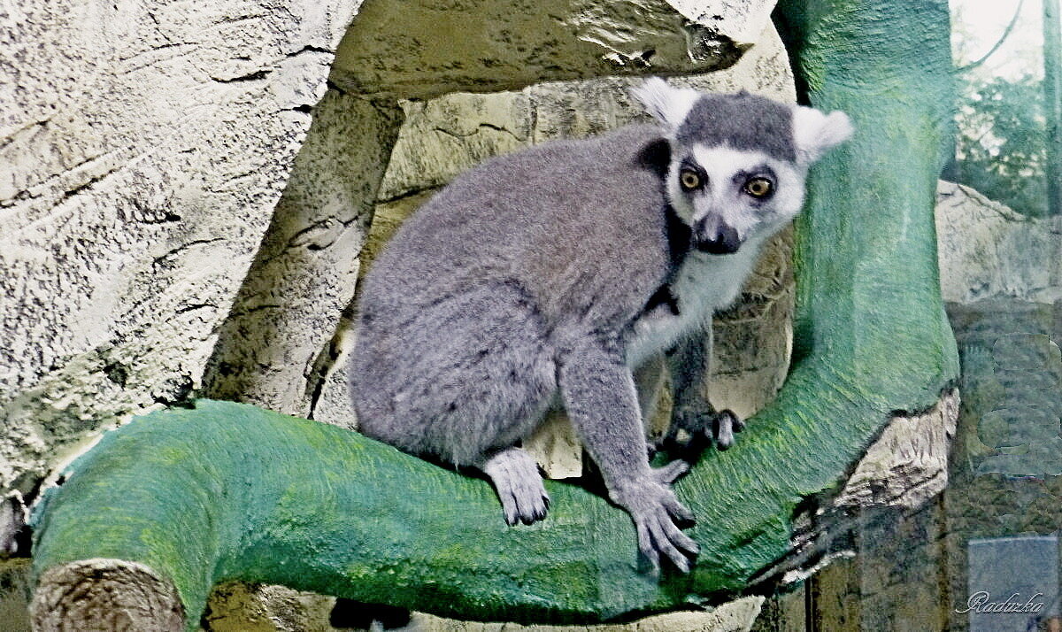 Lemur catta - Raduzka (Надежда Веркина)