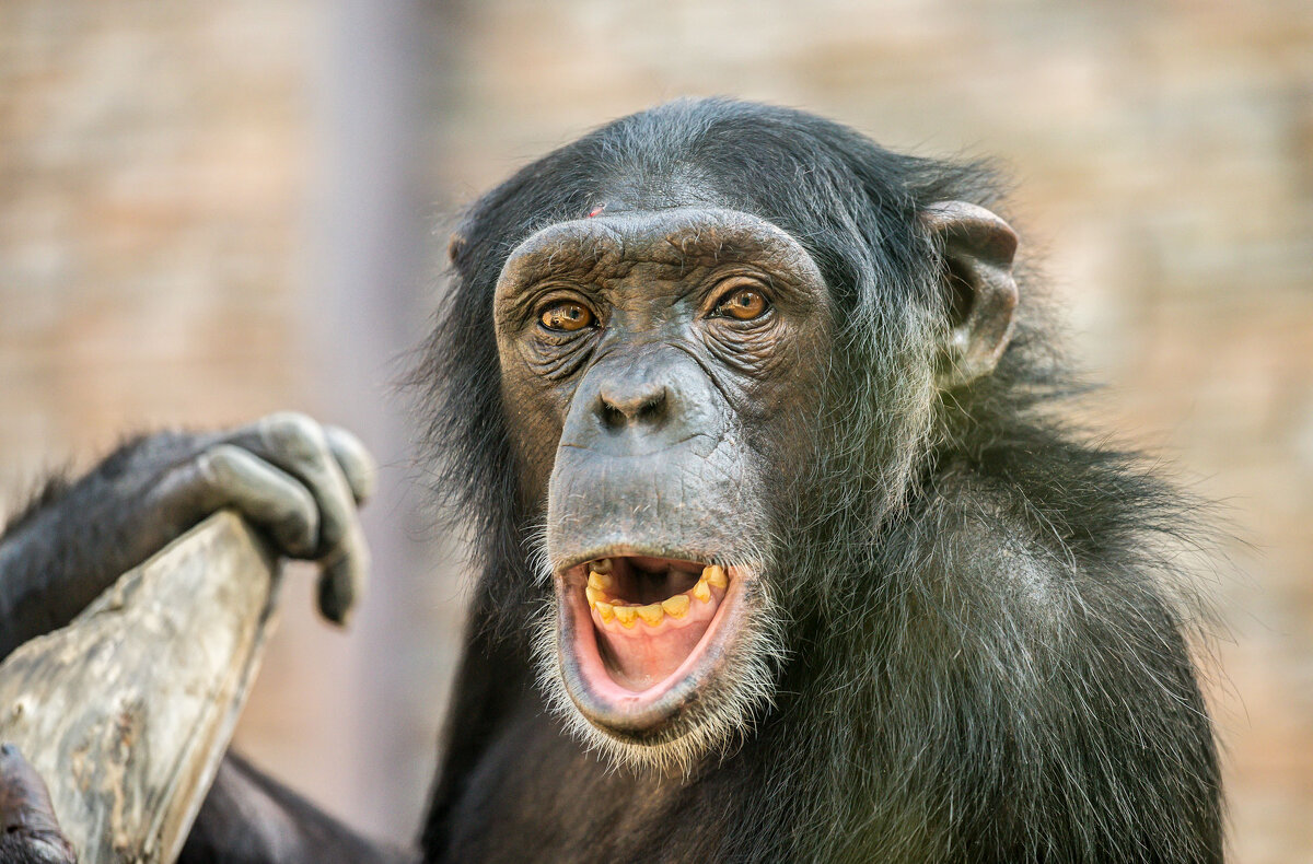 шимпанзе - аркадий 