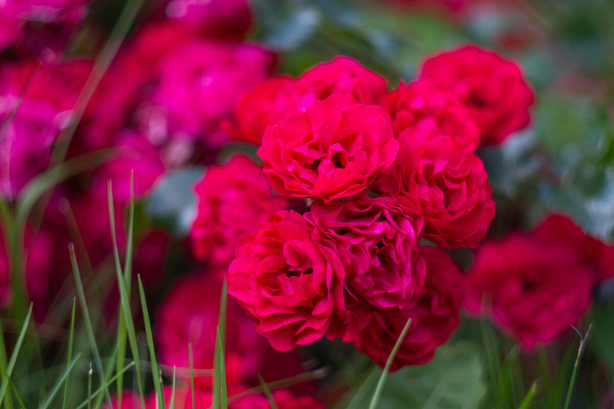 Roses / Розы / helios 44m - Роман Шаров