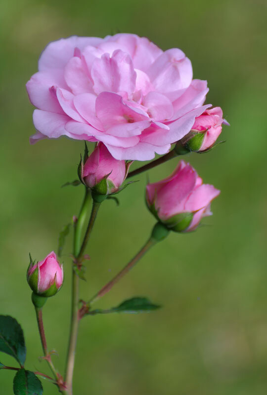 Розовая роза - Владимир Бодин