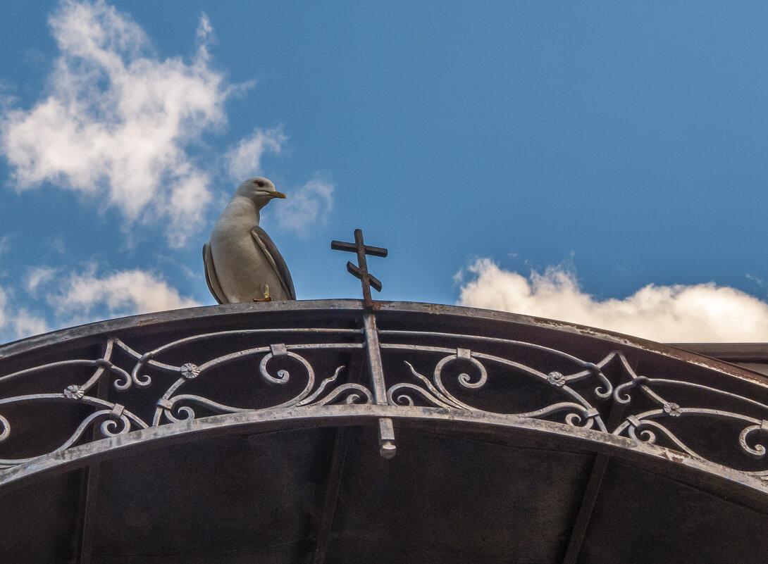 Чайка над входом в храм - Сергей Цветков