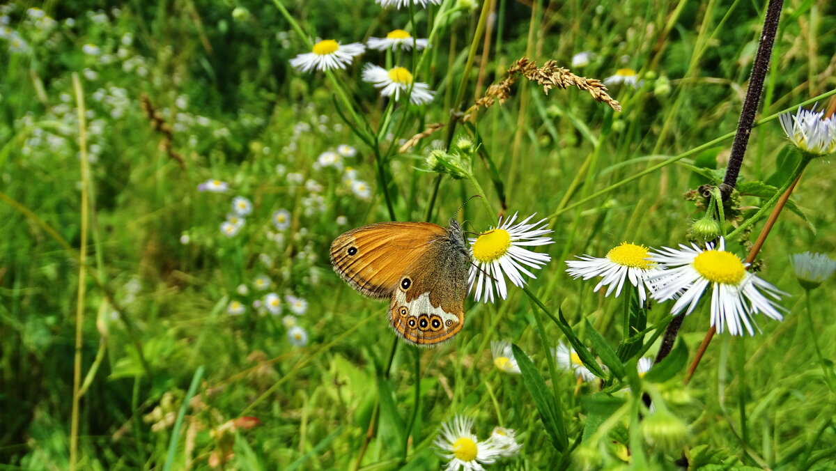 Сінниця Геро (Coenonympha hero) — вид комах з родини Satyridae - Ivan Vodonos