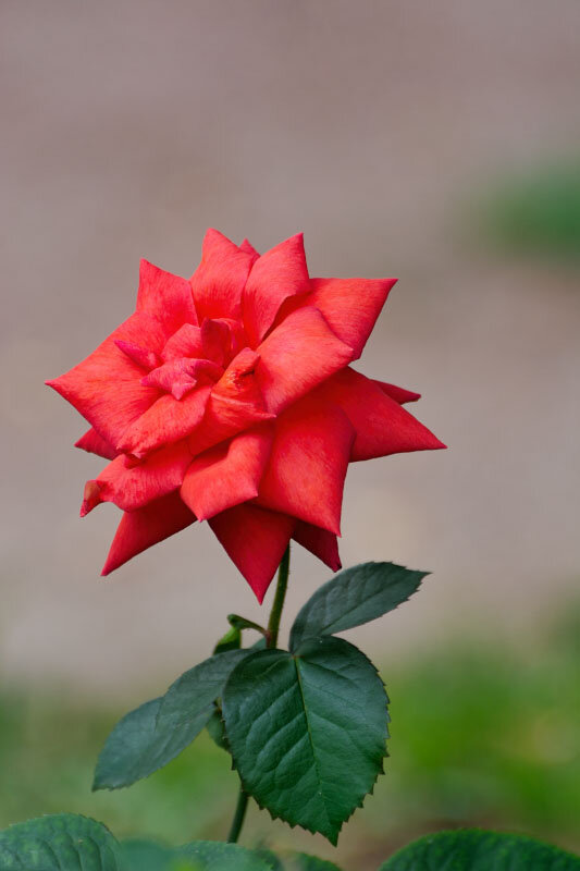Красная роза - Владимир Бодин