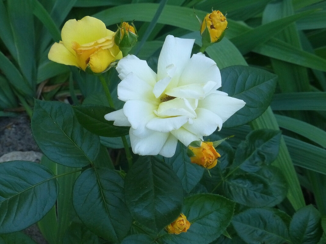 Желтые розы - Наиля 