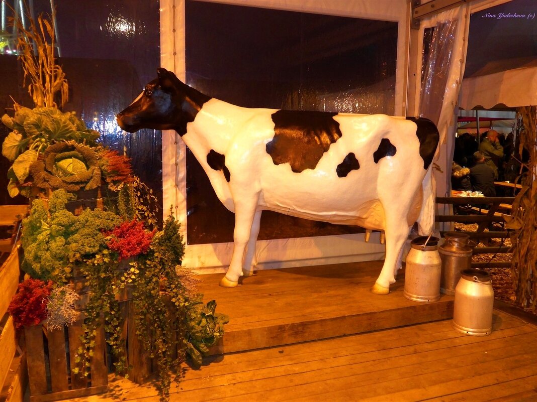А много ль корова даёт молока? :) - Nina Yudicheva
