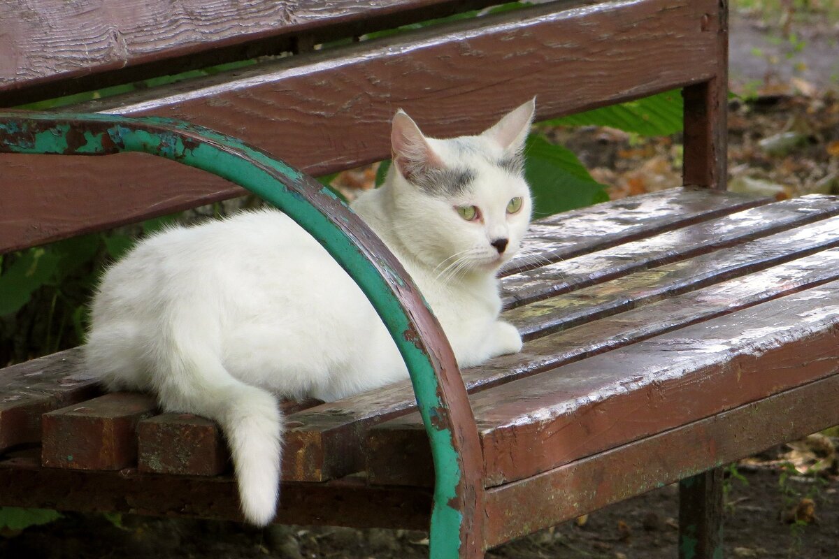 Белый кот с чёрным носом - Татьяна Смоляниченко