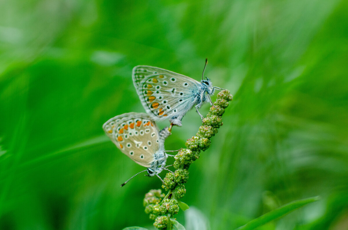 Зеленая бабочка голубянка - Александр Леонов