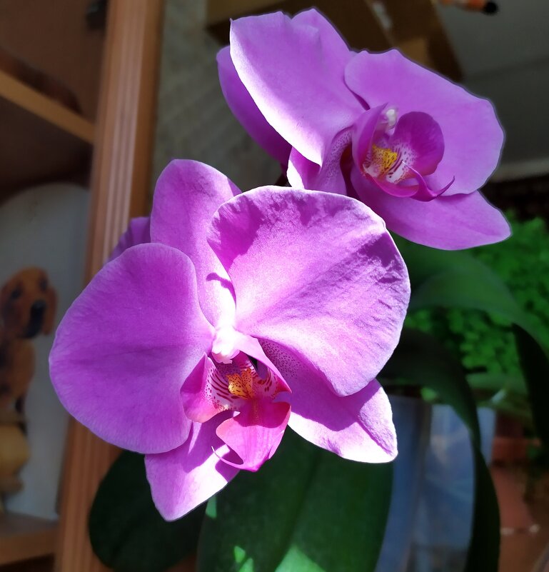 Второе цветение орхидеи. - Ирина ***