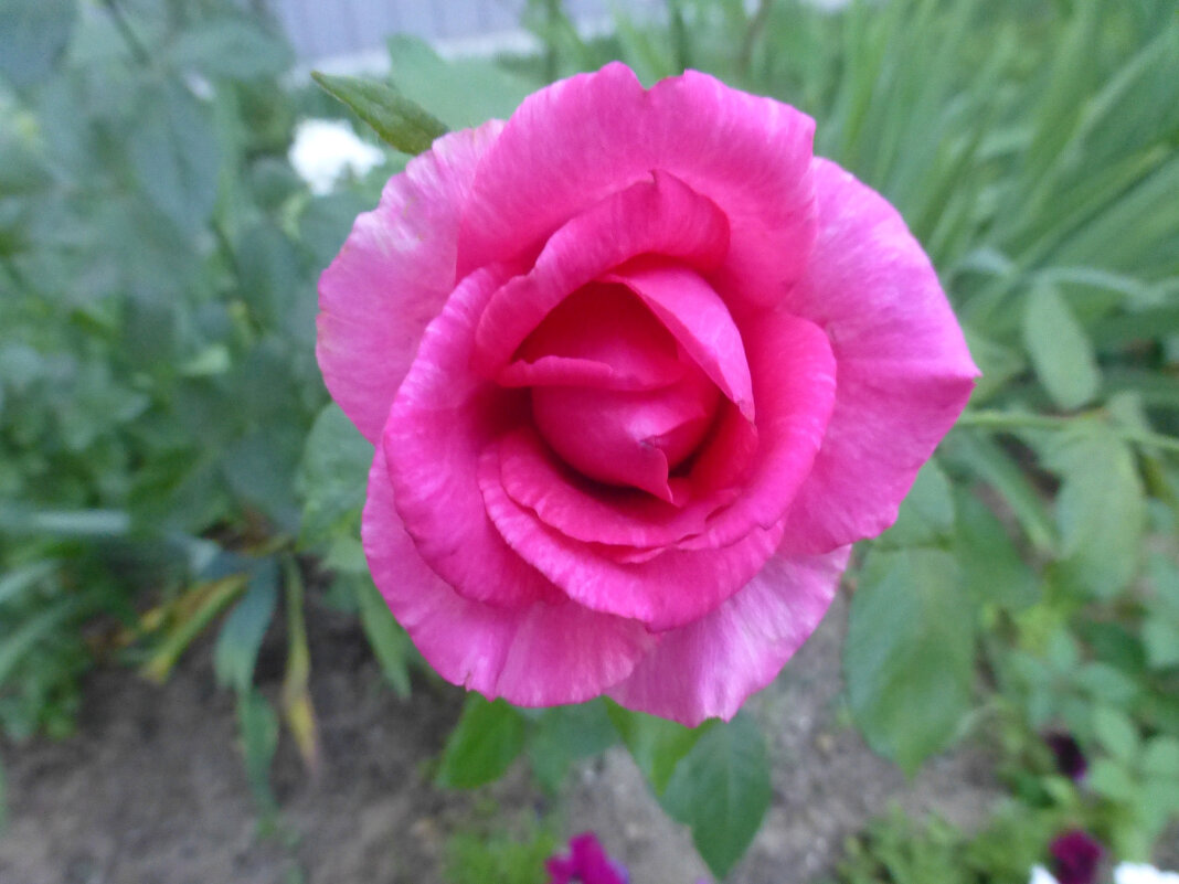 Розовая роза - Наиля 