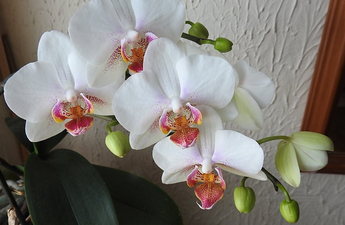 Белая орхидея цветёт - Natalia Harries