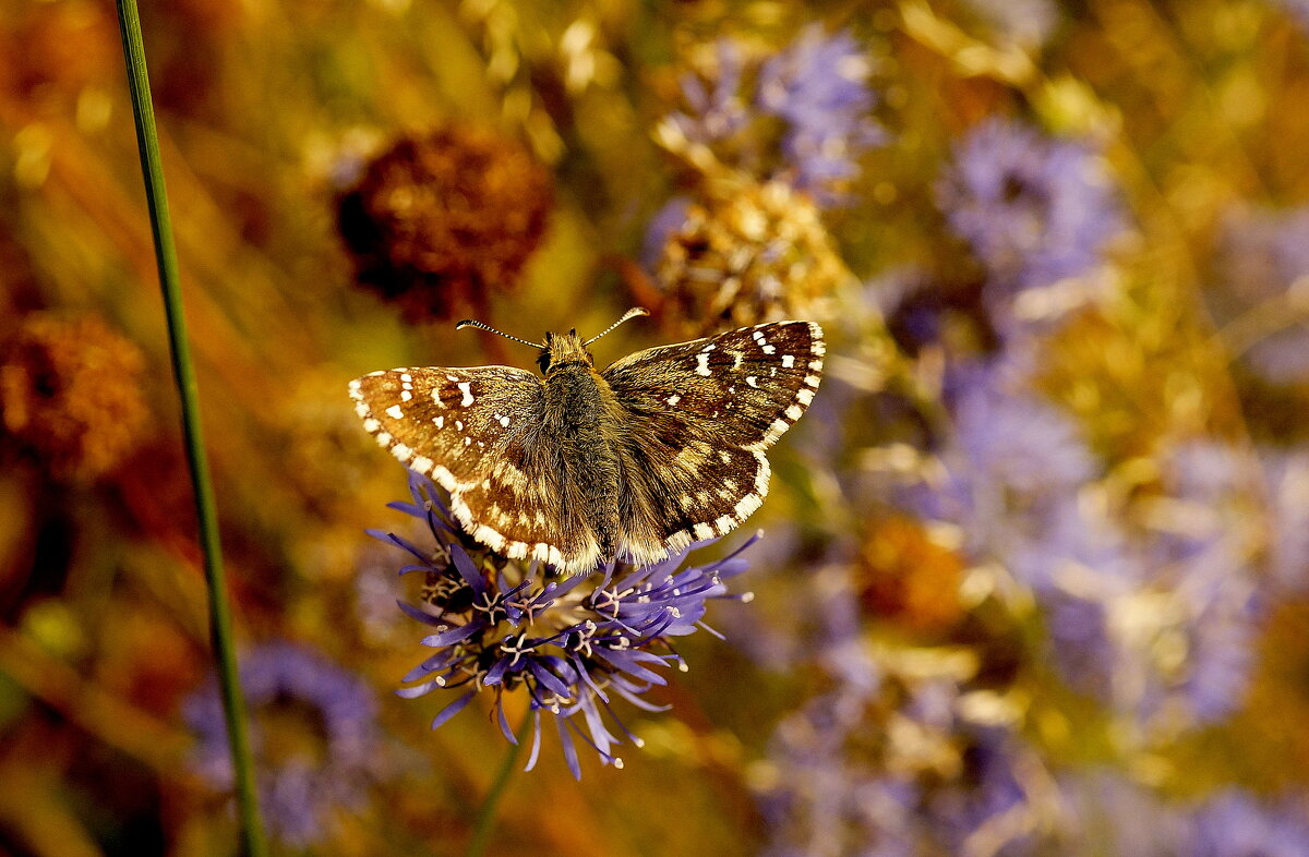 бабочки середины августа  3 - Александр Прокудин