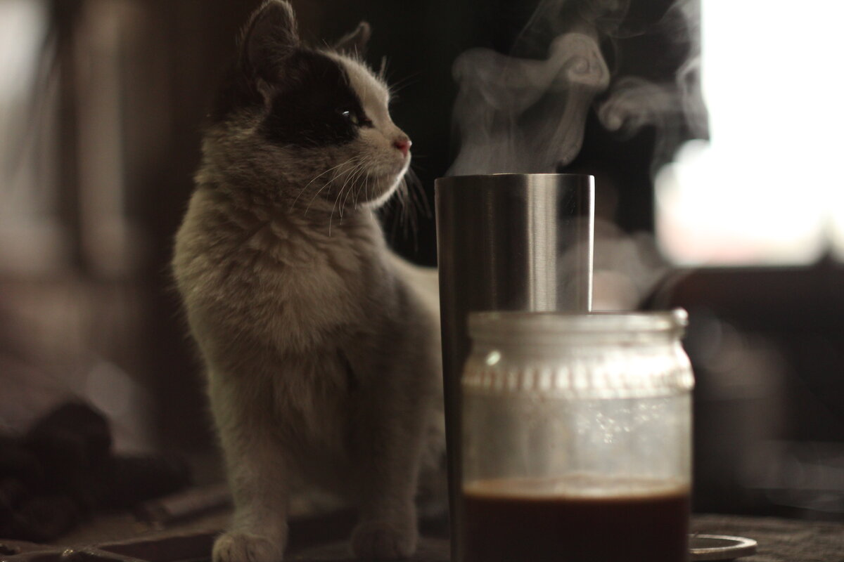 кофе, кофе - главное запах - Максим Манчак