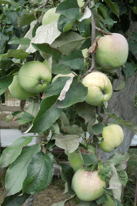 Яблоки на даче - Татьяна 