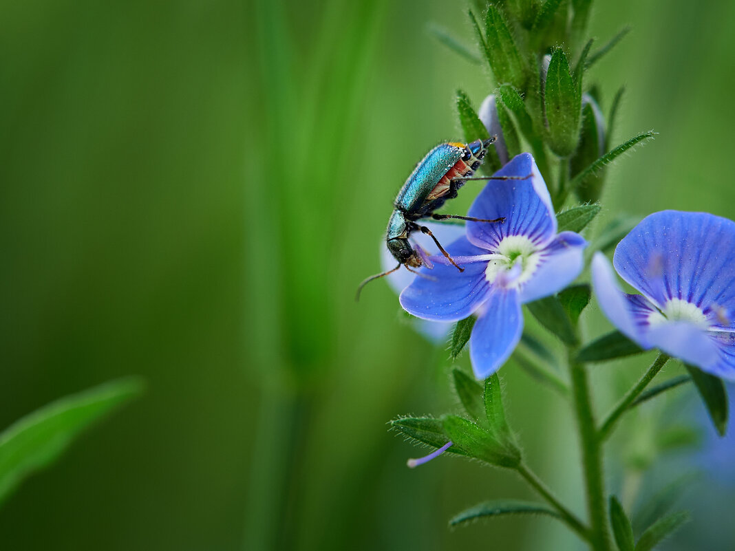 Жук на цветке - Геннадий Сухинин