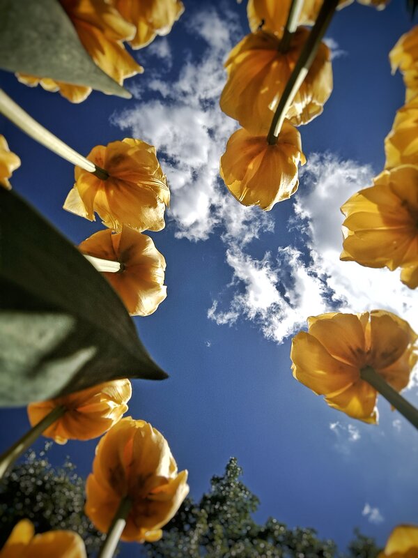 Жёлтые тюльпаны - Svetlana М