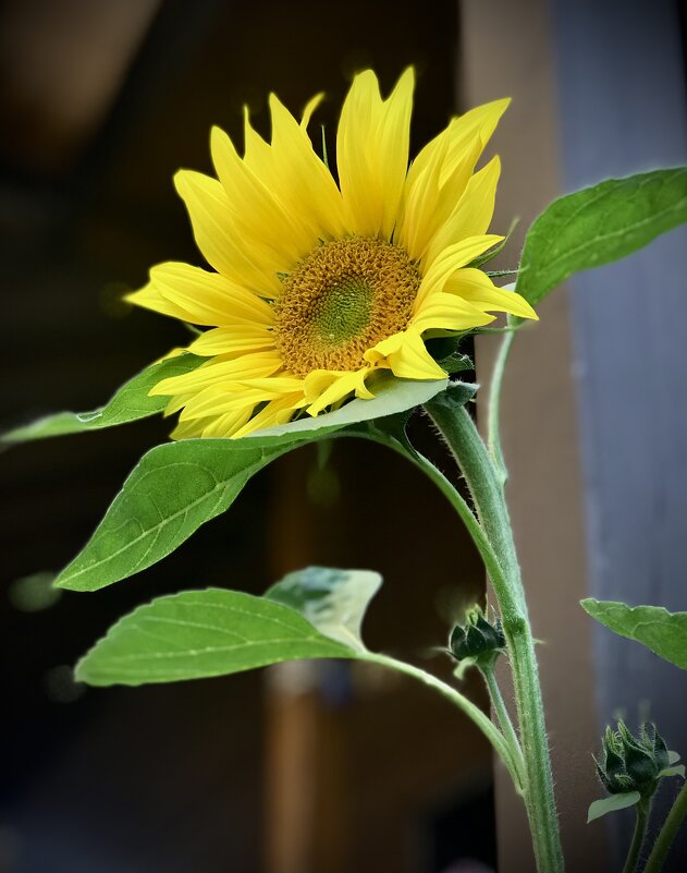 Солнечный цветок - Любовь 