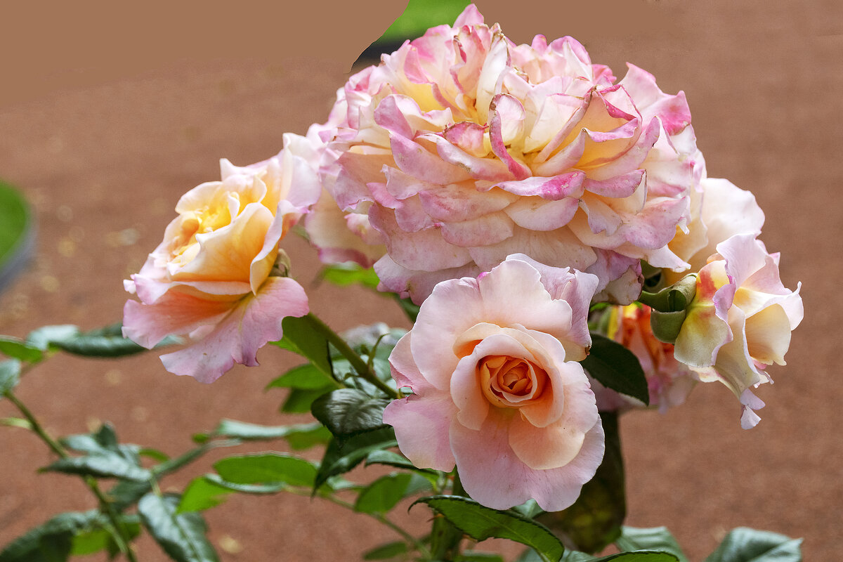 Розы из вазона в Летнем саду ... - Стальбаум Юрий 