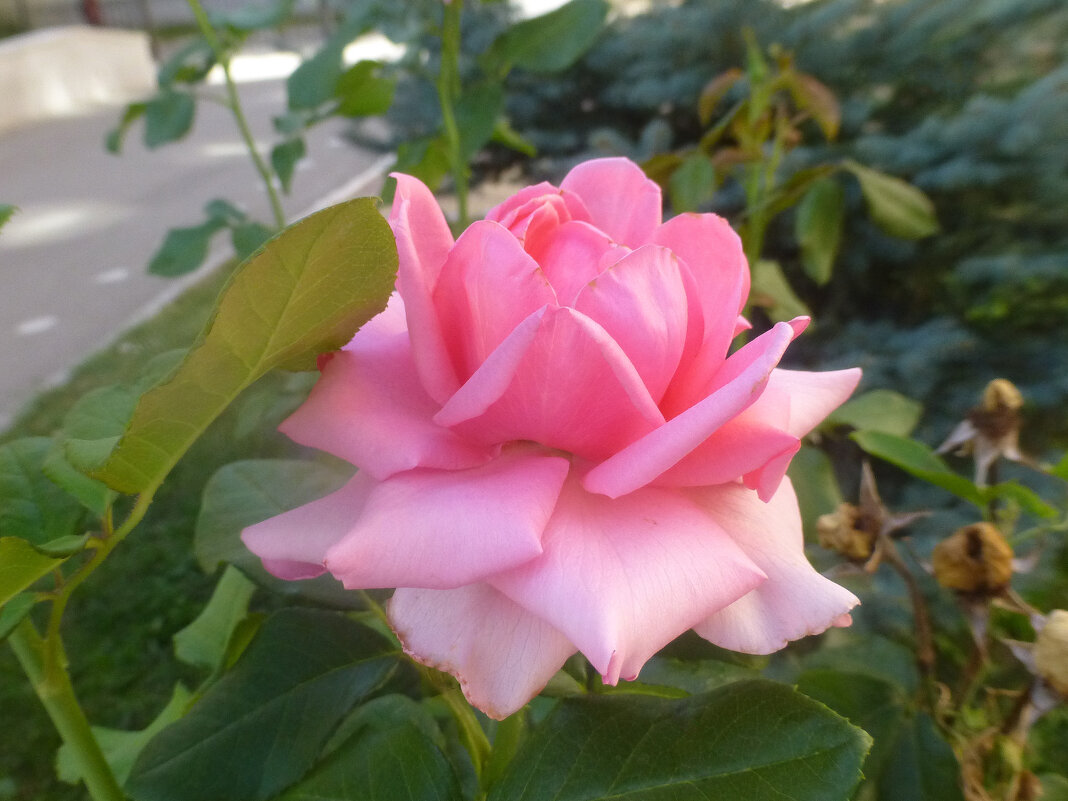 Розы Оренбурга - Наиля 