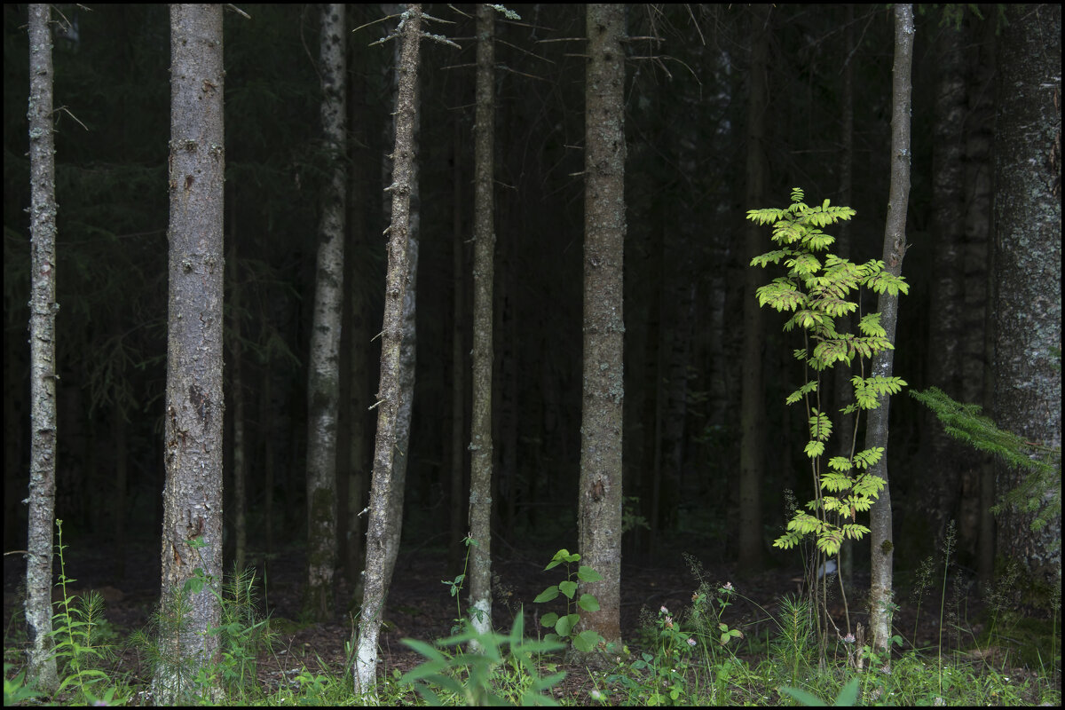 Лес - **** vedin