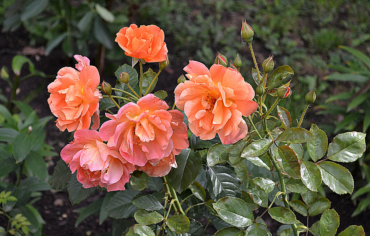 крымские розы - Ольга 