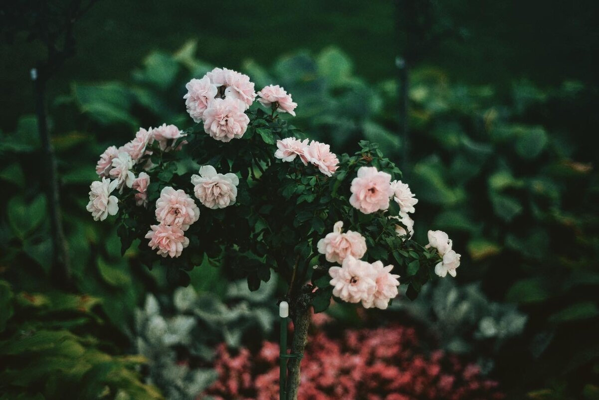 Цветы - Анастасия Балашова