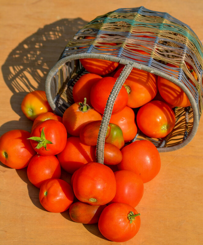 Урожай помидор - александр 