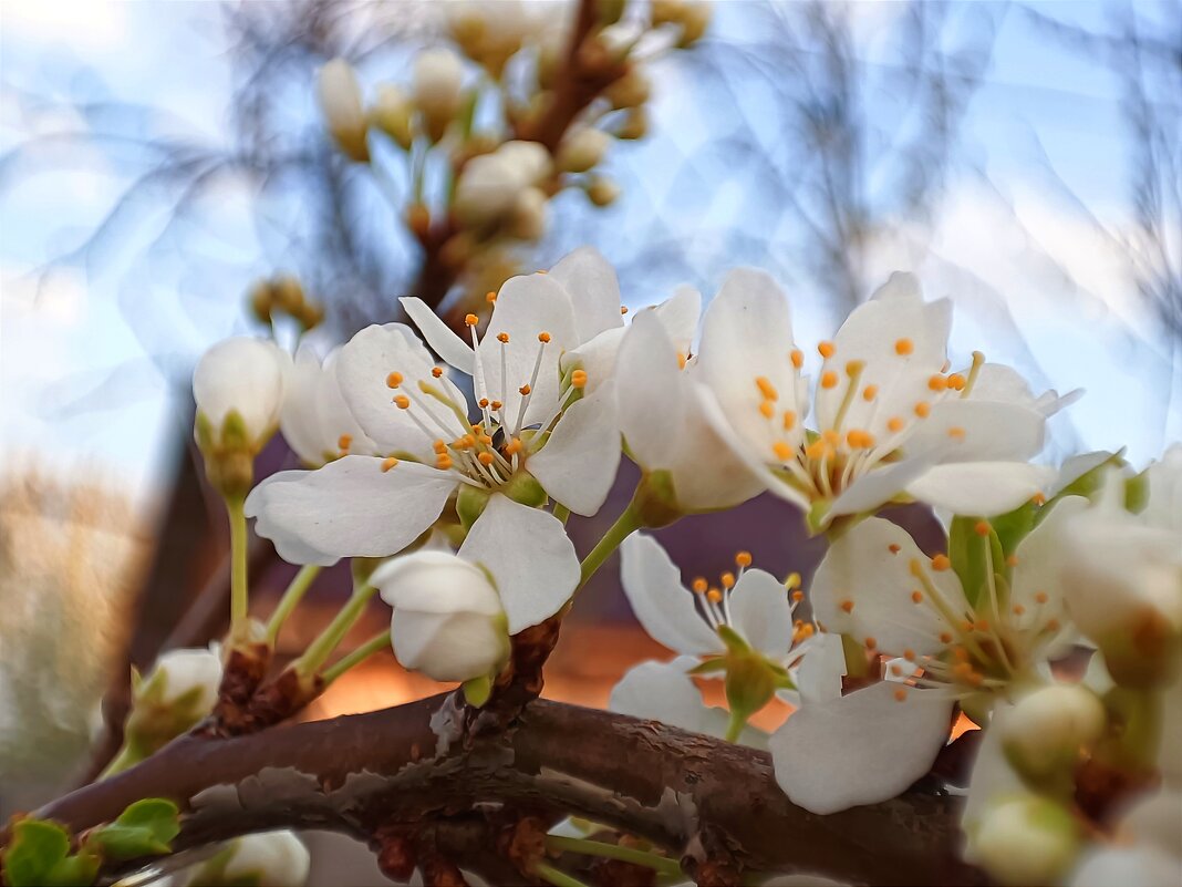 Весна - Ульяна Северинова Фотограф