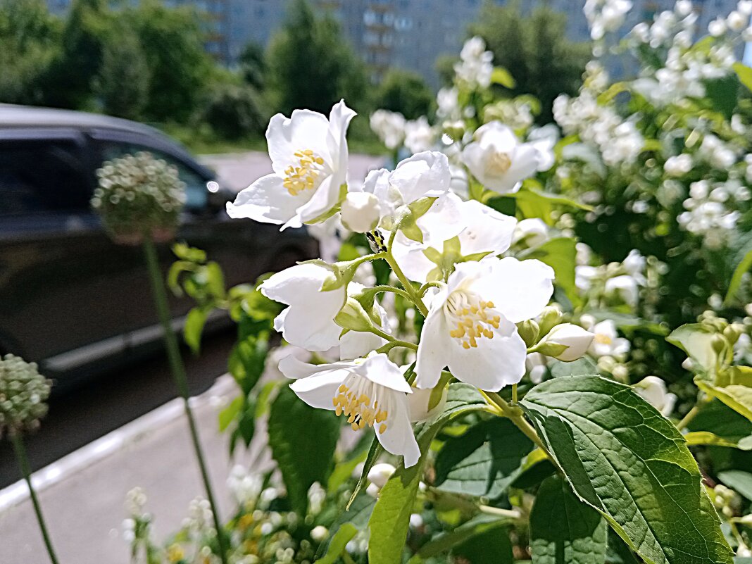 Цвет лета. - Владимир Драгунский