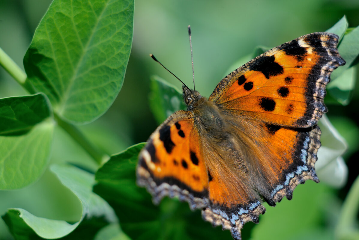 Butterfly - Андрей Вестмит