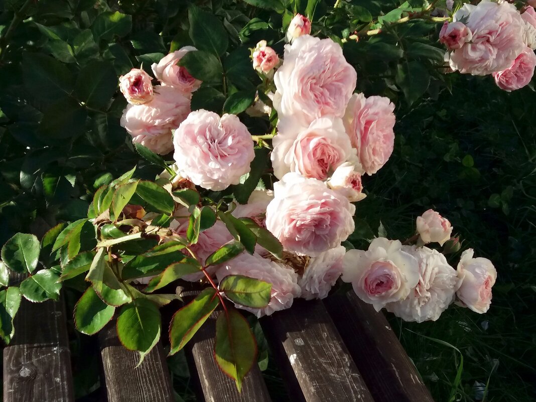 Розы монастырского сада - Galina Solovova