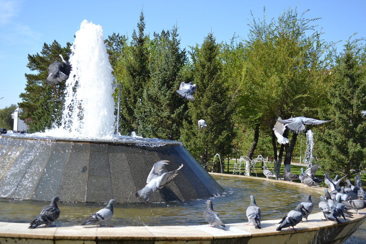 Вода и  голуби... - Андрей Хлопонин