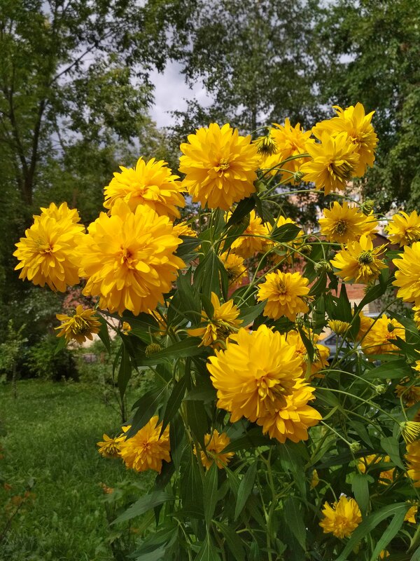 Цветы во дворе - Марина Кушнарева