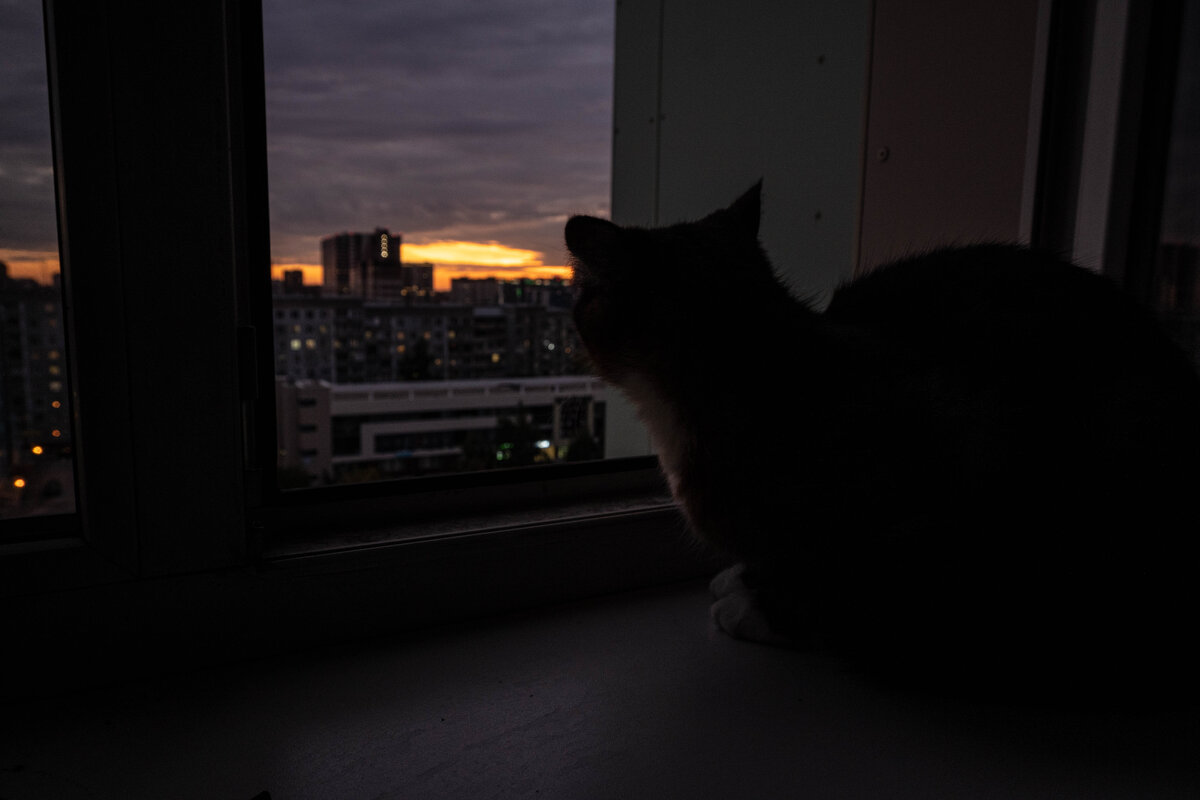 Наблюдения кошки за закатом =) - Te5La 