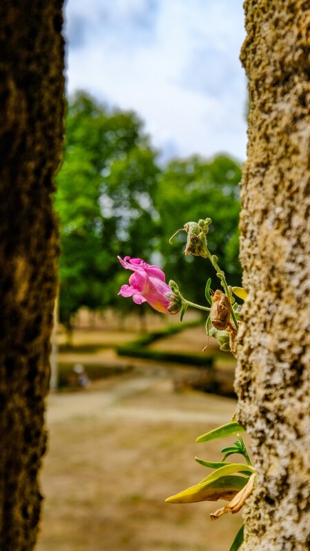 цветок растёт на стене XV века - Георгий А