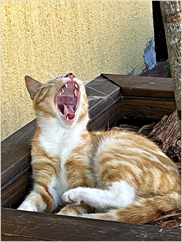 Фотосессия зеленоградского кота. - Валерия Комова