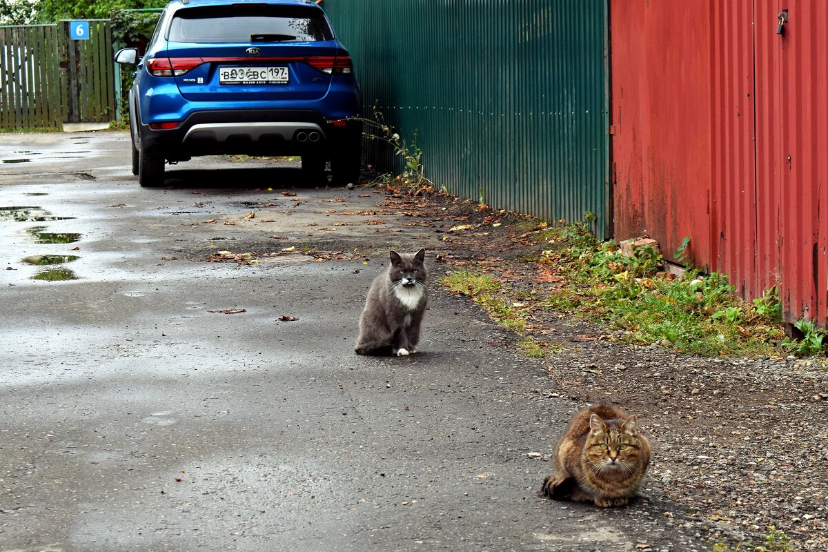 Котомафия. - Татьяна Помогалова