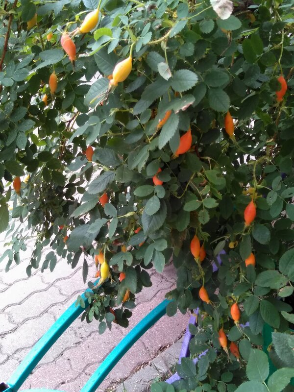 Плоды шиповника летом - Gopal Braj