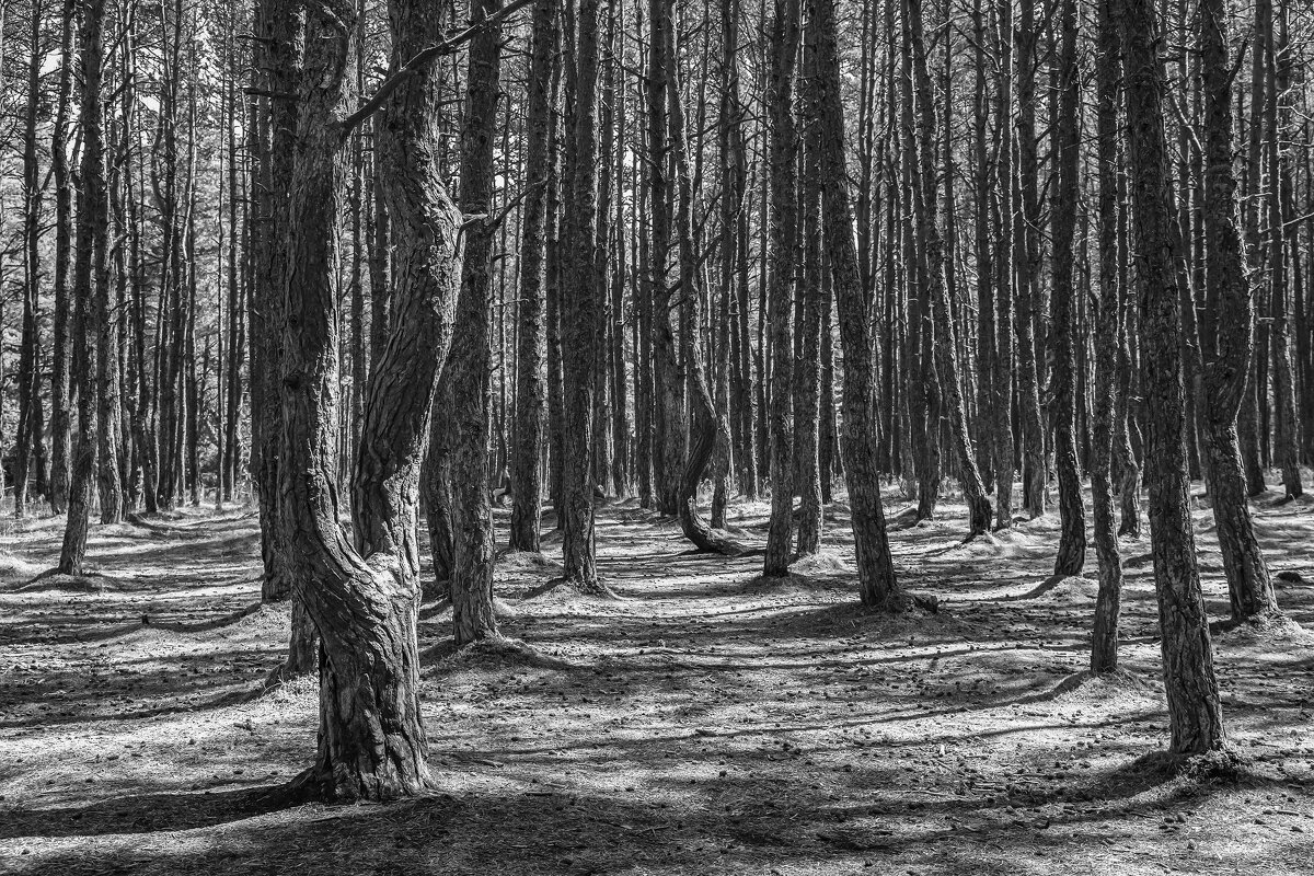 Загадочный лес - Светлана Карнаух