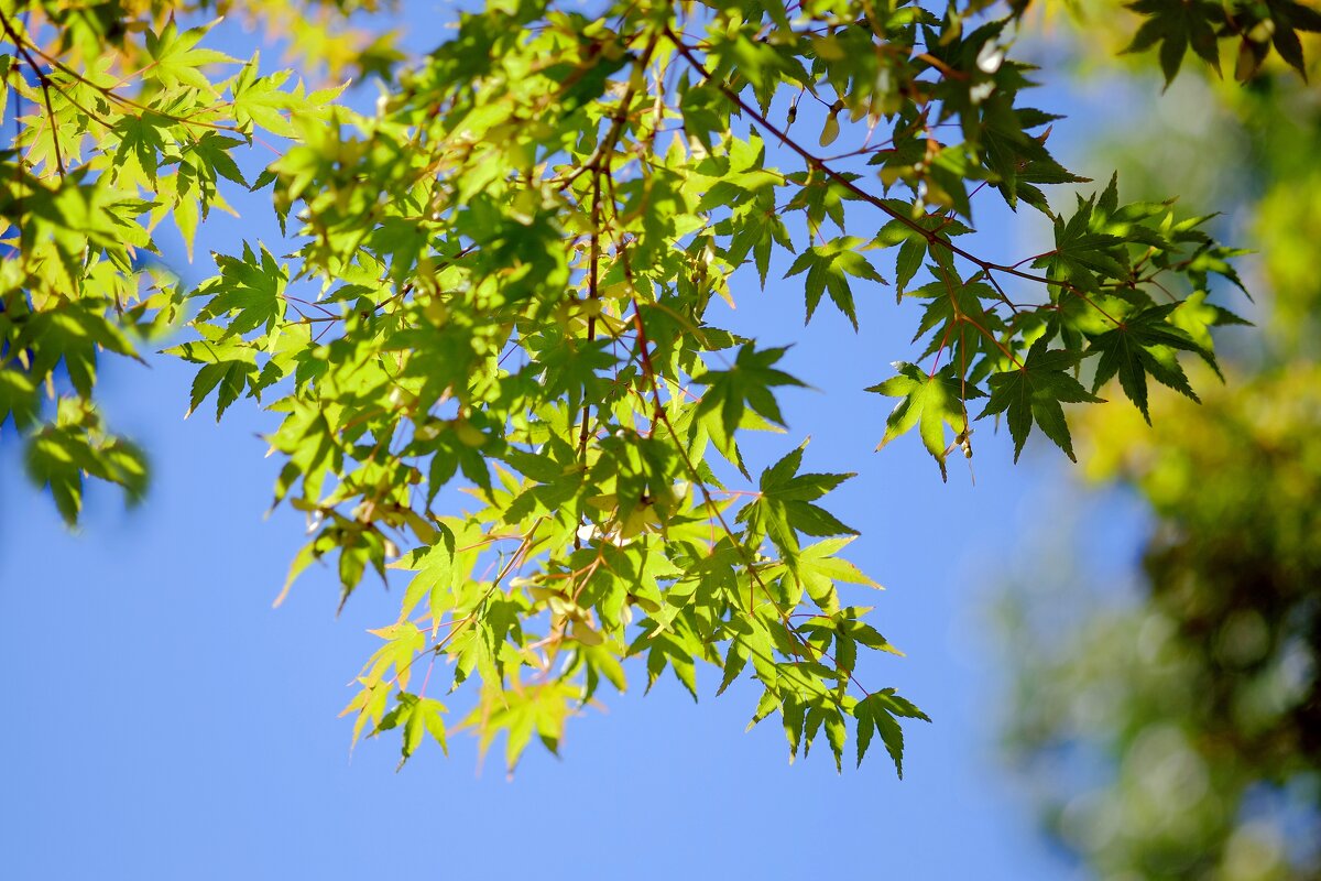 Японский клён Клён дланевидный Acer palmatum - wea *