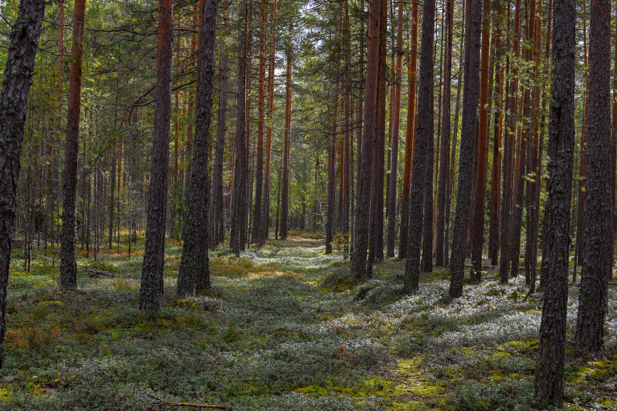 Русский лес - Aleksandr P.